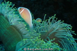 Pink anemonefish by Benjamin Liechti 